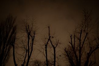 Сломанные верхушки деревьев рядом с поликлиникой № 3 на улице Ореста Левицкого, 18А. Февраль 2024 года