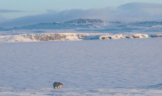 A polar bear off the coast of Russia’s remote Novaya Zemlya archipelago, in an undated photo released by Russian Arctic National Park on March 4, 2019.